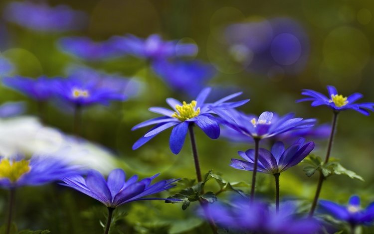 цветы, синие, анемоны, ветреница, flowers, blue, anemones, anemone