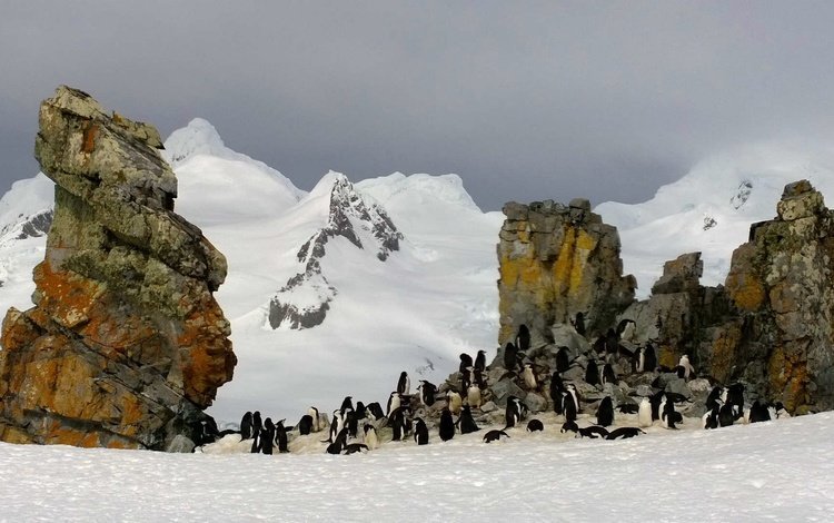 скалы, антарктида, пингвины, rocks, antarctica, penguins