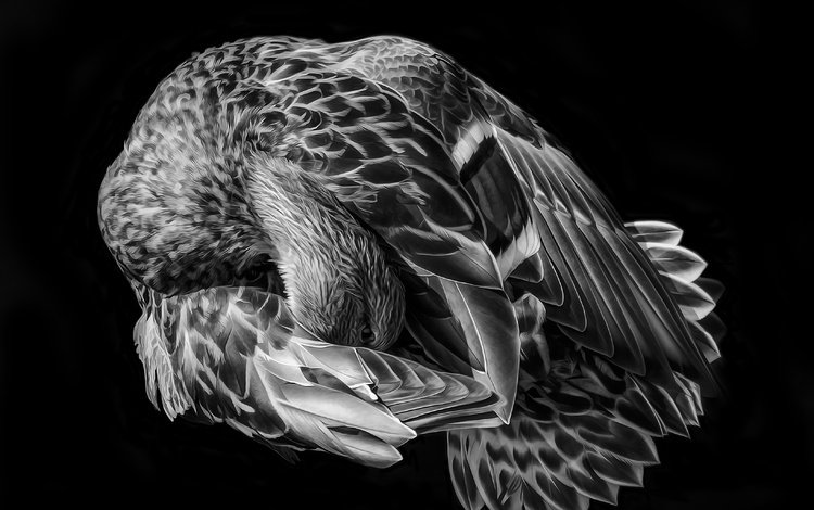 арт, фон, чёрно-белое, птица, перья, art, background, black and white, bird, feathers