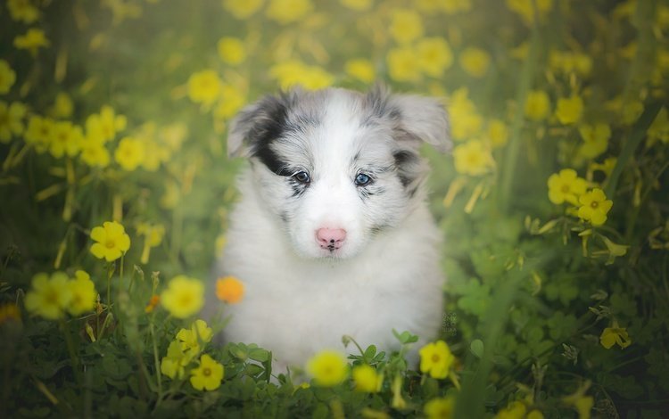 цветы, взгляд, собака, щенок, боке, бордер-колли, flowers, look, dog, puppy, bokeh, the border collie