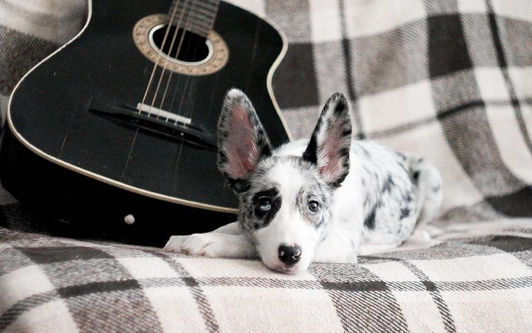 гитара, собака, щенок, бордер-колли, guitar, dog, puppy, the border collie