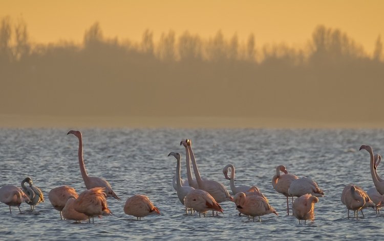 вода, утро, фламинго, птицы, water, morning, flamingo, birds