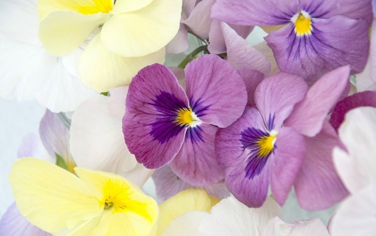 цветы, макро, лепестки, анютины глазки, фиалка, flowers, macro, petals, pansy, violet