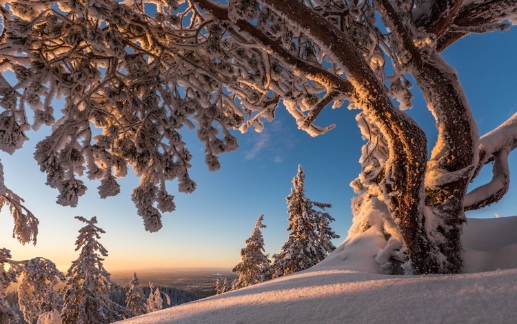 деревья, снег, зима, финляндия, национальный парк коли, северная карелия, trees, snow, winter, finland, koli national park, north karelia