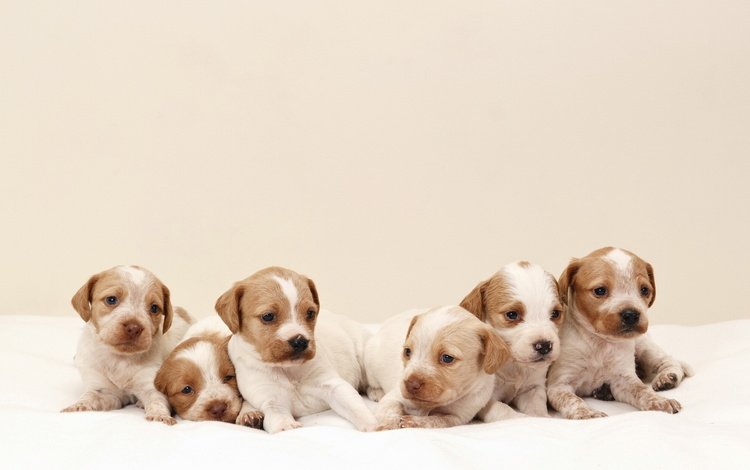 фон, щенки, собаки, background, puppies, dogs