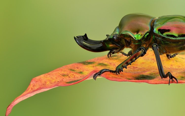 жук, макро, насекомое, фон, лист, радужный, жук-олень, beetle, macro, insect, background, sheet, rainbow, stag beetle