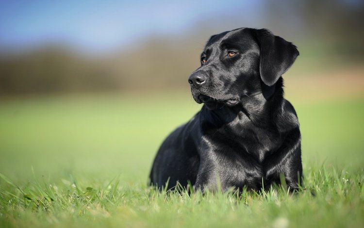 трава, фон, черный, собака, лабрадор-ретривер, grass, background, black, dog, labrador retriever