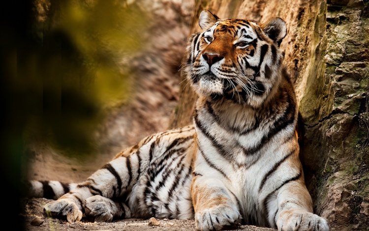 тигр, хищник, большая кошка, животное, tiger, predator, big cat, animal
