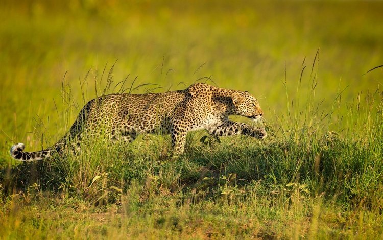леопард, хищник, крадётся, leopard, predator, sneaks