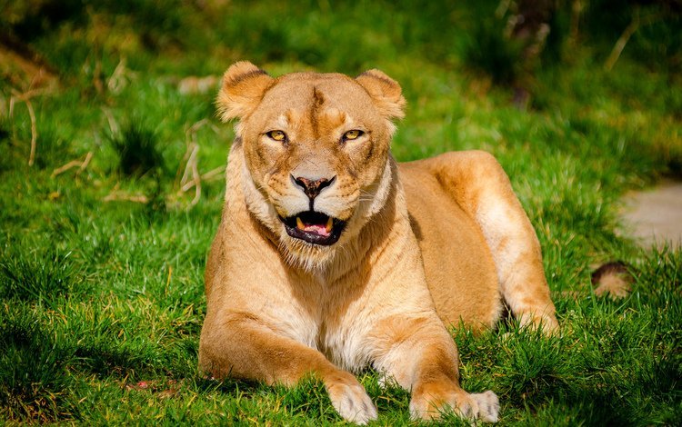 трава, хищник, лев, львица, grass, predator, leo, lioness