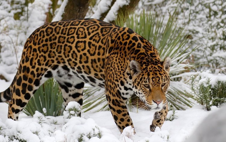морда, снег, взгляд, хищник, большая кошка, ягуар, face, snow, look, predator, big cat, jaguar