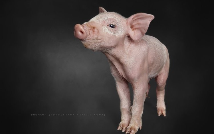 фон, свинья, поросенок, хрюшка, background, pig