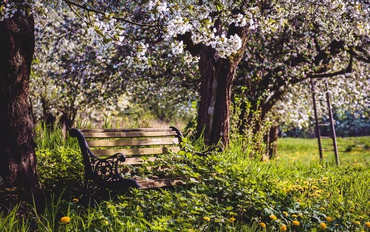 цветы, природа, сад, весна, скамья, яблони, flowers, nature, garden, spring, bench, apple