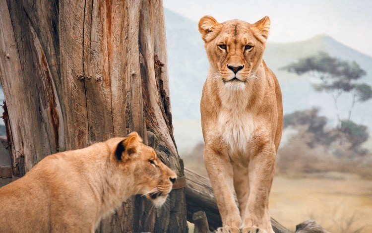 природа, животные, львы, лев, большие кошки, nature, animals, lions, leo, big cats
