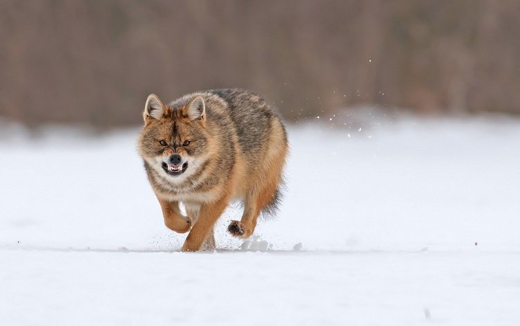 снег, зима, хищник, оскал, бег, волк, snow, winter, predator, grin, running, wolf