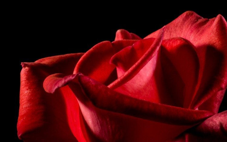 макро, цветок, роза, лепестки, красный, черный фон, macro, flower, rose, petals, red, black background