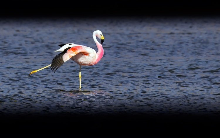 озеро, фламинго, птица, lake, flamingo, bird