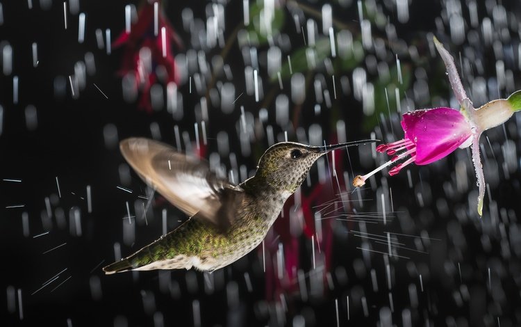 цветок, птица, дождь, колибри, flower, bird, rain, hummingbird