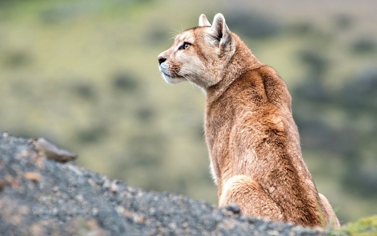 природа, взгляд, профиль, пума, горный лев, кугуар, nature, look, profile, puma, mountain lion, cougar