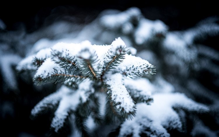 снег, холод, природа, ель, дерево, сосна, хвоя, зима, макро, снежинки, мороз, snow, cold, nature, spruce, tree, pine, needles, winter, macro, snowflakes, frost