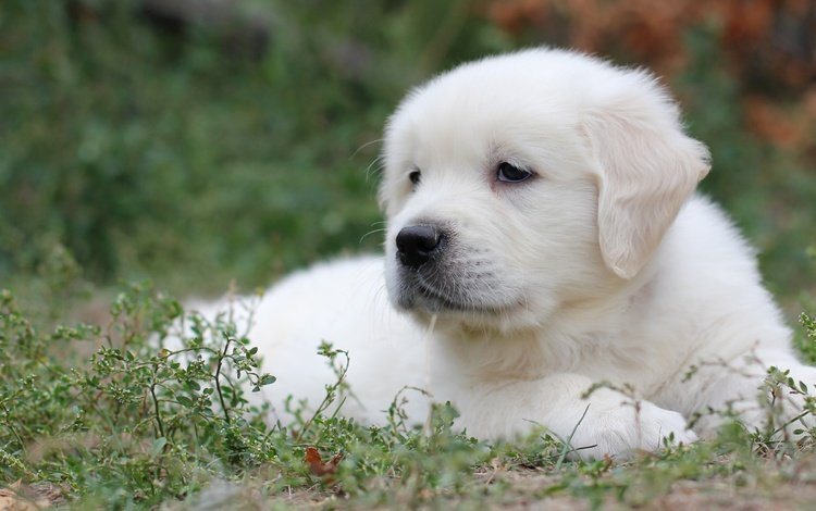 трава, белый, собака, щенок, лабрадор, ретривер, grass, white, dog, puppy, labrador, retriever
