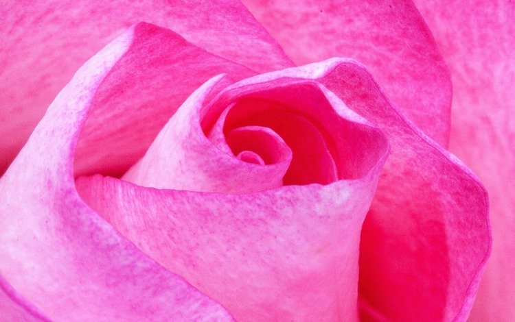 макро, цветок, роза, розовый, stux, macro, flower, rose, pink