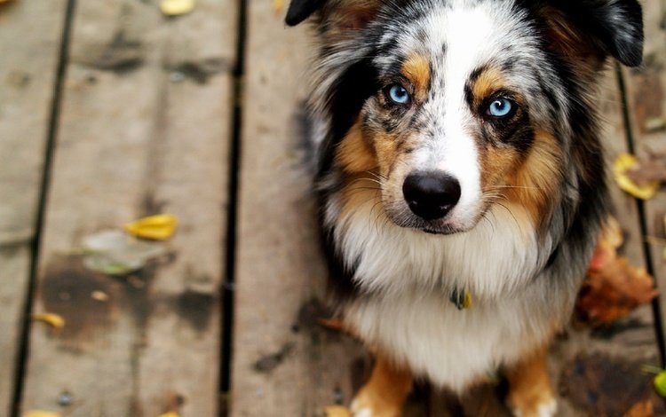 мордочка, взгляд, собака, голубые глаза, австралийская овчарка, muzzle, look, dog, blue eyes, australian shepherd