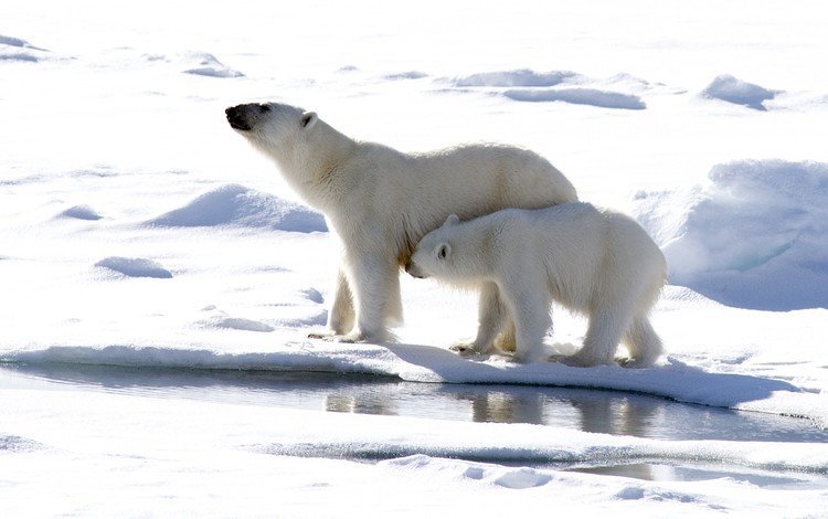 природа, животные, медведи, арктика, белые медведи, nature, animals, bears, arctic, polar bears