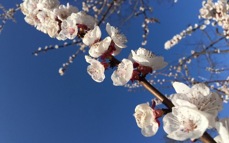 небо, природа, цветение, весна, белые цветы, the sky, nature, flowering, spring, white flowers
