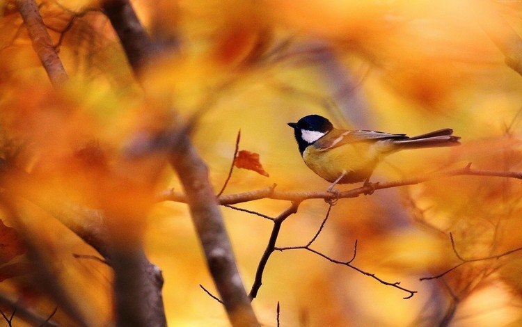ветки, листва, осень, птица, синица, branches, foliage, autumn, bird, tit
