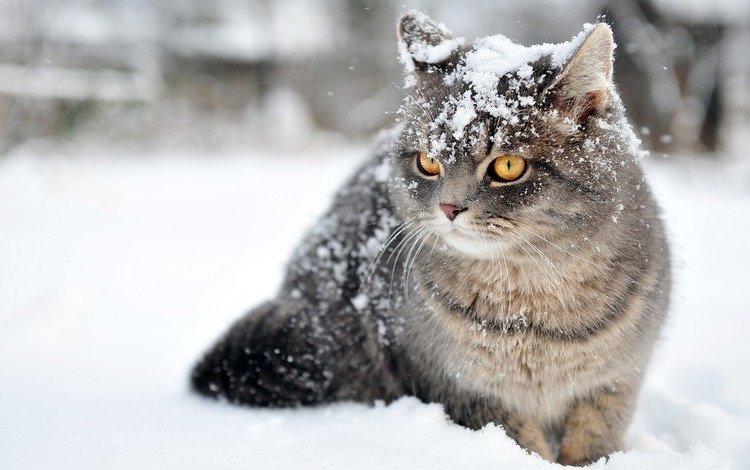 глаза, снег, зима, кот, усы, кошка, взгляд, eyes, snow, winter, cat, mustache, look