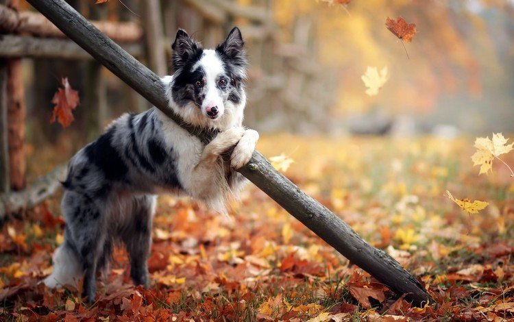 листья, осень, собака, австралийская овчарка, leaves, autumn, dog, australian shepherd