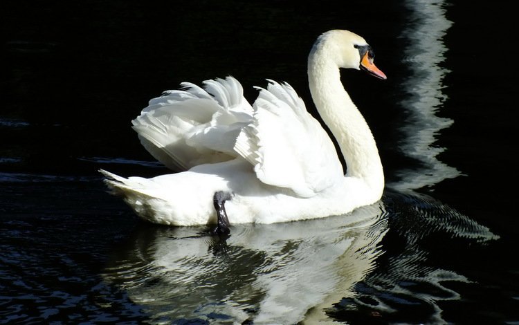 вода, отражение, птица, лебедь, water, reflection, bird, swan