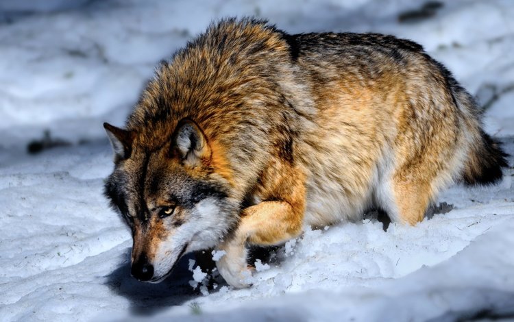 снег, зима, хищник, волк, snow, winter, predator, wolf