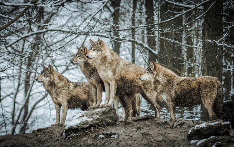 природа, животные, хищник, волки, волк, nature, animals, predator, wolves, wolf