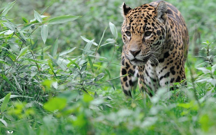 трава, животные, кусты, леопард, большая кошка, большая кошкка, grass, animals, the bushes, leopard, big cat, big koshka
