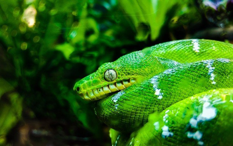 змея, зеленая, сан-франциско, рептилия, пресмыкающееся, snake, green, san francisco, reptile