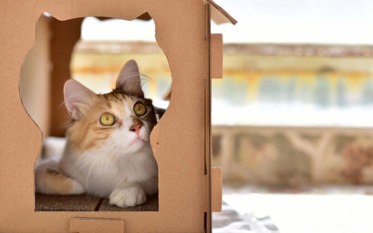 глаза, животные, кот, усы, кошка, взгляд, домик, коробка, eyes, animals, cat, mustache, look, house, box