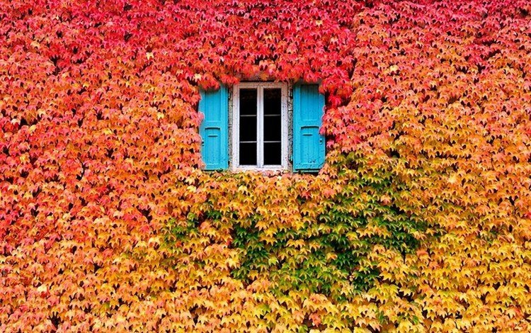 природа, цвета, листья, листва, осень, дом, окно, nature, color, leaves, foliage, autumn, house, window