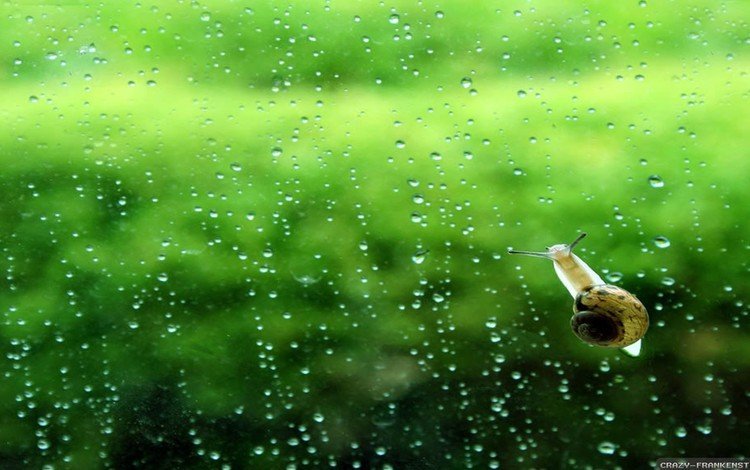 фон, капли, дождь, стекло, улитка, background, drops, rain, glass, snail