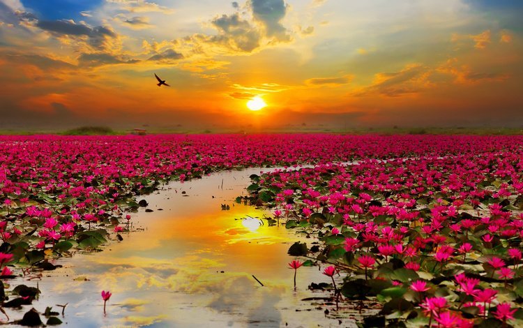 небо, цветы, облака, вода, солнце, птица, таиланд, лотосы, the sky, flowers, clouds, water, the sun, bird, thailand, lotus