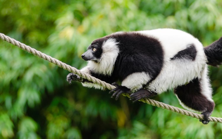 животное, канат, чёрно-белый, лемур, примат, mathias appel, лемур вари, animal, rope, black and white, lemur, the primacy of, ruffed lemur