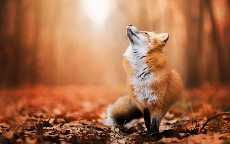 листья, осень, лиса, лисица, животное, leaves, autumn, fox, animal