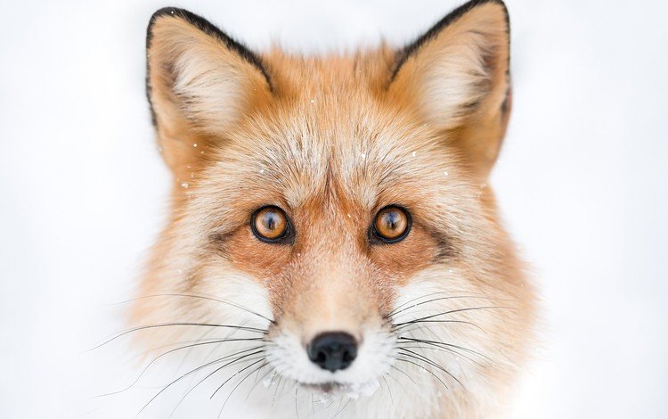 глаза, морда, взгляд, лиса, лисица, белый фон, животное, eyes, face, look, fox, white background, animal