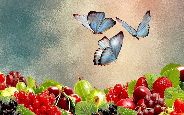 бабочка, насекомые, ягоды, бабочки, коллаж, butterfly, insects, berries, collage