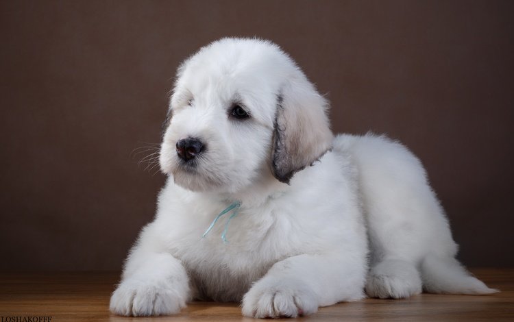 белый, собака, щенок, лабрадор, ретривер, южнорусская овчарка, white, dog, puppy, labrador, retriever, the south russian shepherd dog