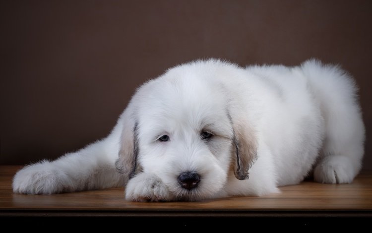 белый, собака, щенок, лабрадор, ретривер, white, dog, puppy, labrador, retriever