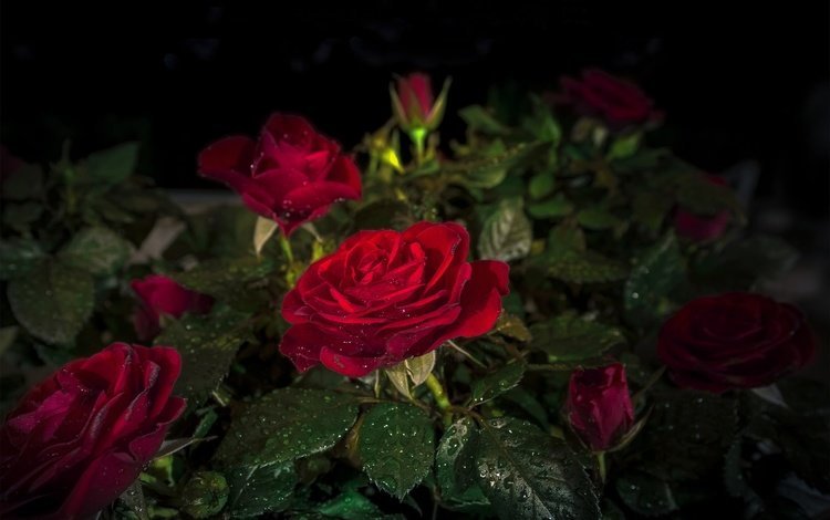 цветы, бутоны, листья, капли, розы, черный фон, красные розы, flowers, buds, leaves, drops, roses, black background, red roses