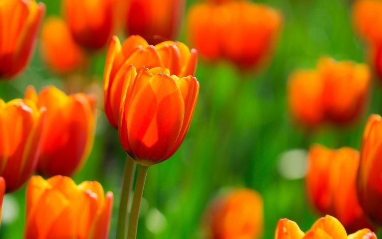 цветы, бутоны, макро, весна, тюльпаны, flowers, buds, macro, spring, tulips