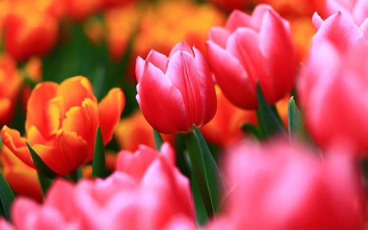 цветы, бутоны, макро, размытость, весна, тюльпаны, flowers, buds, macro, blur, spring, tulips